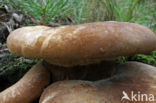 Blackfoot Paxillus (Paxillus atrotomentosus)