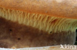 Zwartvoetkrulzoom (Paxillus atrotomentosus) 