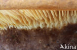 Blackfoot Paxillus (Paxillus atrotomentosus)