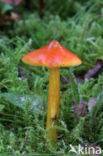 Zwartwordende wasplaat (Hygrocybe conica)