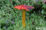 Zwartwordende wasplaat (Hygrocybe conica)