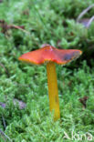 Zwartwordende wasplaat (Hygrocybe conica)