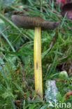 Zwartwordende wasplaat (Hygrocybe conica)