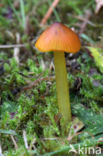 Zwartwordende wasplaat (Hygrocybe conica)