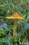 Zwartwordende wasplaat (Hygrocybe conica)