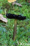 Zwartwordende wasplaat (Hygrocybe conica)