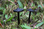 Zwartwordende wasplaat (Hygrocybe conica)