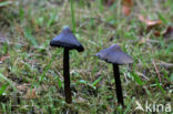 Zwartwordende wasplaat (Hygrocybe conica)