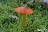 Zwartwordende wasplaat (Hygrocybe conica)