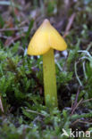 Blackening Waxcap (Hygrocybe conica f. conica)