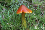 Zwartwordende wasplaat (Hygrocybe conica)