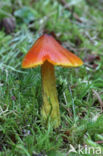 Zwartwordende wasplaat (Hygrocybe conica)