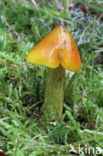 Zwartwordende wasplaat (Hygrocybe conica)