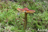 Zwartwordende wasplaat (Hygrocybe conica)