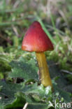 Zwartwordende wasplaat (Hygrocybe conica)