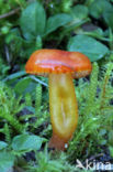 Zwartwordende wasplaat (Hygrocybe conica)