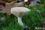 Lactarius chrysorrheus