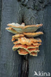 Zwavelzwam (Laetiporus sulphureus)