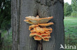 Zwavelzwam (Laetiporus sulphureus)