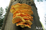 Zwavelzwam (Laetiporus sulphureus)