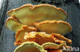 Zwavelzwam (Laetiporus sulphureus)