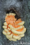 Zwavelzwam (Laetiporus sulphureus)