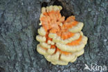 Zwavelzwam (Laetiporus sulphureus)