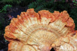 Zwavelzwam (Laetiporus sulphureus)