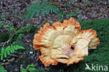 Zwavelzwam (Laetiporus sulphureus)