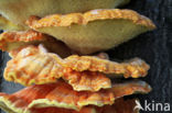 Zwavelzwam (Laetiporus sulphureus)