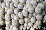 Fairy Inkcap (Coprinus disseminatus)