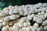 Zwerminktzwam (Coprinus disseminatus)