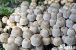 Zwerminktzwam (Coprinus disseminatus)