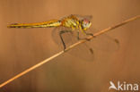 Zwervende heidelibel (Sympetrum fonscolombii)