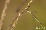 Shy Emerald Damselfly (Lestes barbarus)