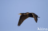 Great Cormorant (Phalacrocorax carbo)