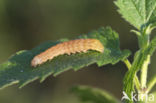 Agaatvlinder (Phlogophora meticulosa)