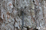 Azuurglazenmaker (Aeshna caerulea)