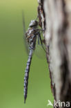 Azuurglazenmaker (Aeshna caerulea)