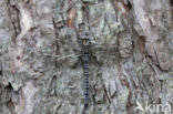 Azure Hawker (Aeshna caerulea)