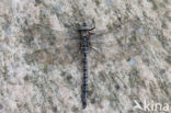 Azure Hawker (Aeshna caerulea)