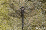 Azure Hawker (Aeshna caerulea)