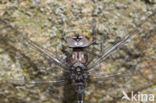 Azuurglazenmaker (Aeshna caerulea)