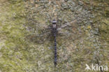 Azuurglazenmaker (Aeshna caerulea)