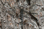 Azure Hawker (Aeshna caerulea)