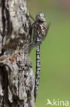 Azuurglazenmaker (Aeshna caerulea)