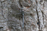 Azuurglazenmaker (Aeshna caerulea)