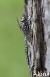 Azuurglazenmaker (Aeshna caerulea)