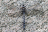 Azure Hawker (Aeshna caerulea)