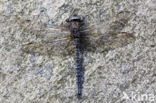 Azuurglazenmaker (Aeshna caerulea)